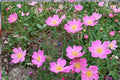 Prairie Wild Rose Seeds Rosa arkansana Deciduous Pink Flowering Shrub for Naturalized Gardens & Hedgerows