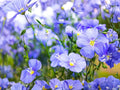 Blue Flax Perennial Flower Seeds | Linum perenne | Soft Blue Flowers for Garden Beds & Borders
