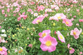 Pasture Rose Seeds Rosa carolina Native Deciduous Shrub Pink Flowers Red Hips Garden Hedge Plant