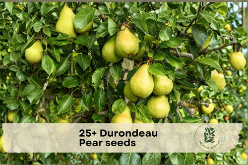 25+ Durondeau Pear Seeds for Growing Pyrus communis Fruit Tree | Garden & Container Planting