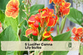 Lucifer Canna Lily Bulbs – 5 Red Tropical Flowering Bulbs for Garden, Patio, Landscape, Canna indica