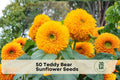 Teddy Bear Sunflower Seeds, Double Yellow Blooms, Helianthus annuus, Ornamental Annual for Garden Beds & Borders