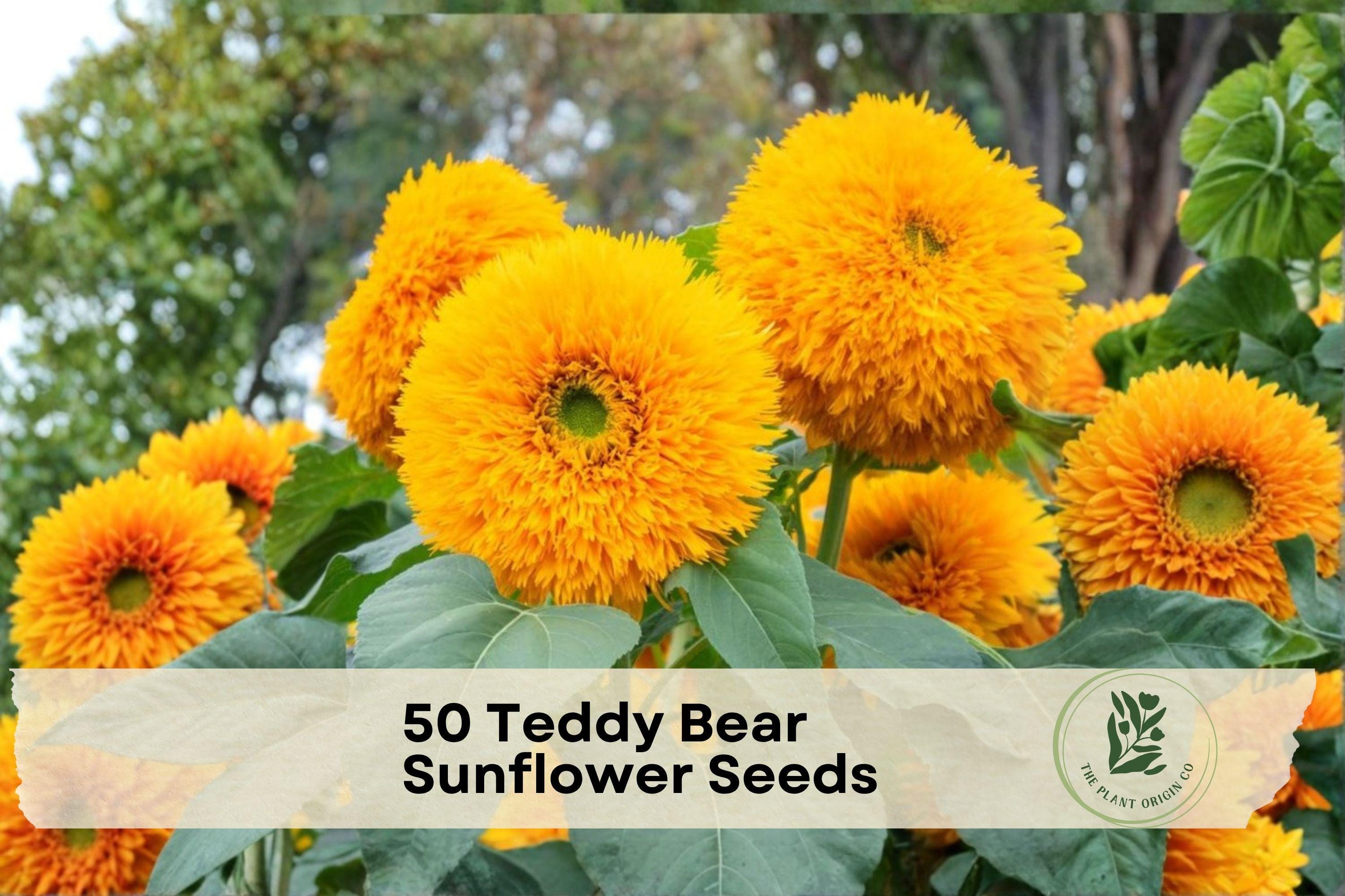 Teddy Bear Sunflower Seeds, Double Yellow Blooms, Helianthus annuus, Ornamental Annual for Garden Beds & Borders