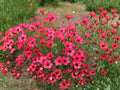 Scarlet Flax Seeds | Linum Grandiflorum Rubrum | Bright Red Flowers for Gardens & Natural Plantings | 100 Seeds