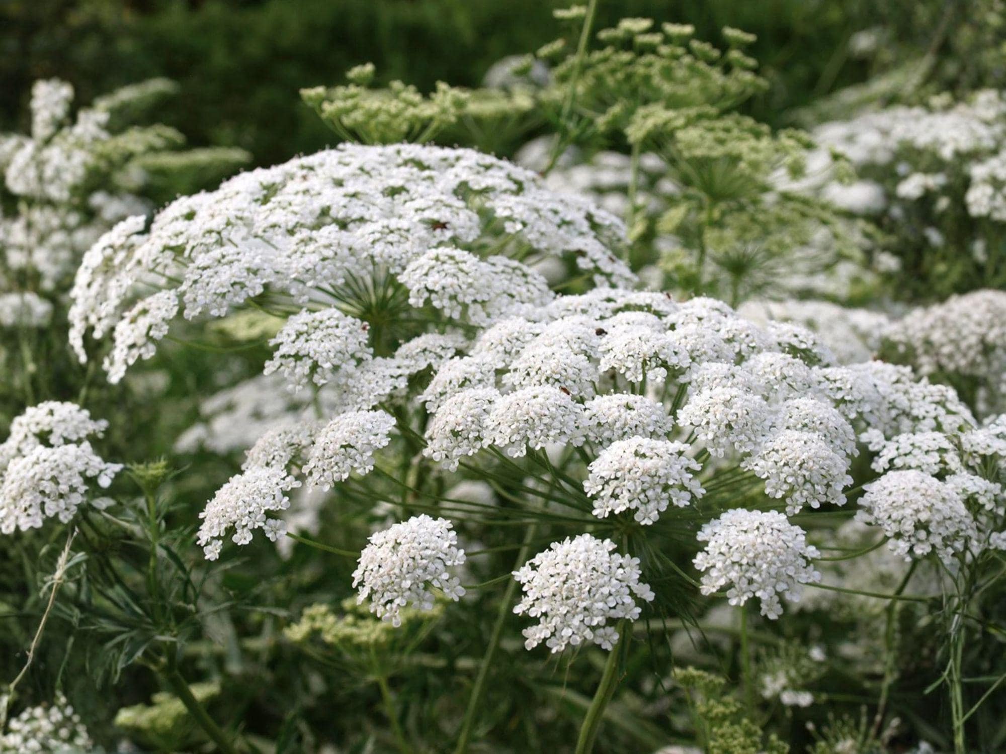Bishop’s Flower Seeds – 100 White Ammi majus Flower Seeds for Garden Beds & Natural Plantings