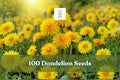 Dandelion Seeds, 100+ Taraxacum officinale Perennial Herb for Garden, Indoor & Outdoor Planting