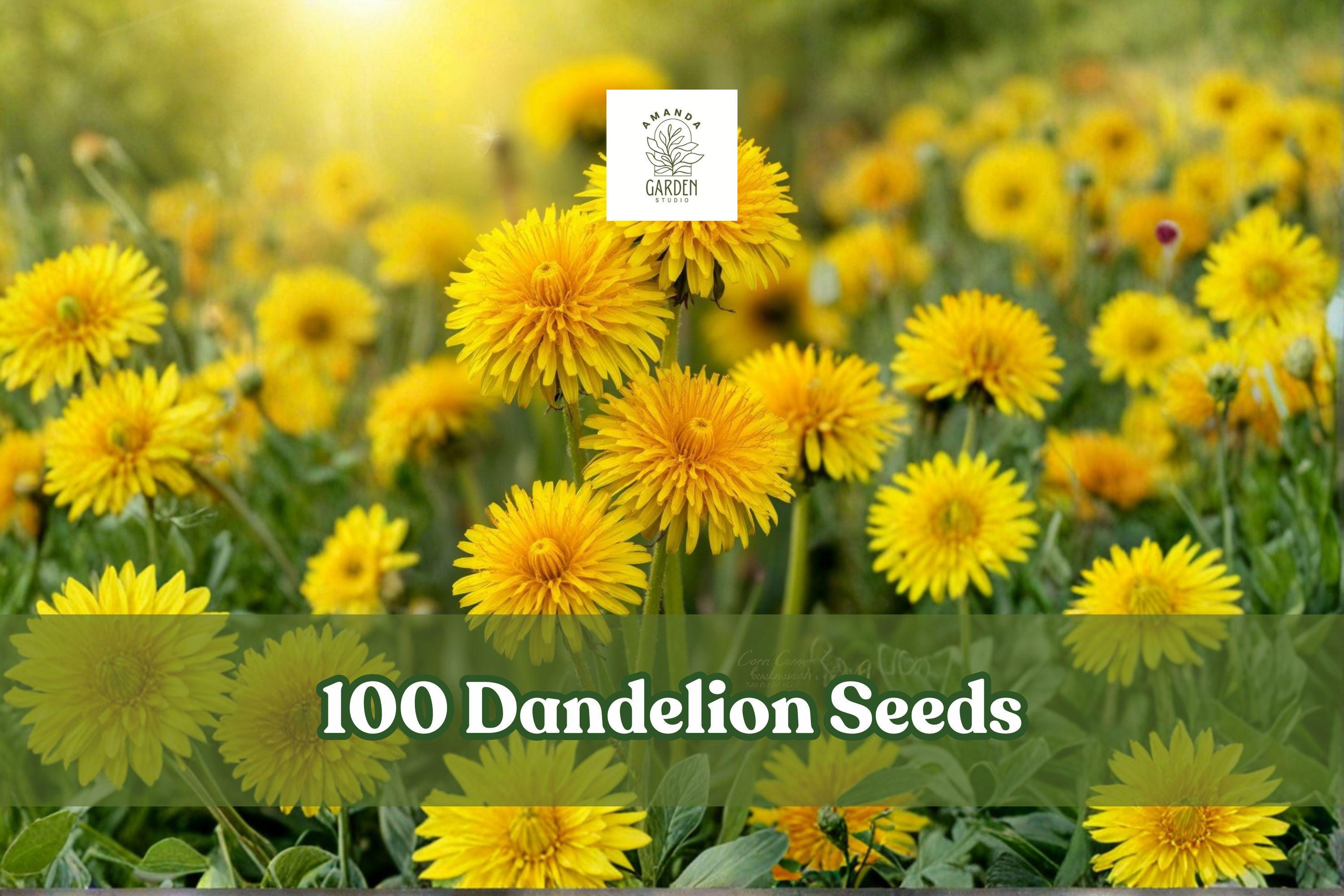 Dandelion Seeds, 100+ Taraxacum officinale Perennial Herb for Garden, Indoor & Outdoor Planting