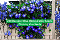 Heavenly Blue Morning Glory Seeds – Climbing Vine, Bright Blue Flowers, Ipomoea tricolor, Heirloom, Fast-Growing, Outdoor Garden Plant