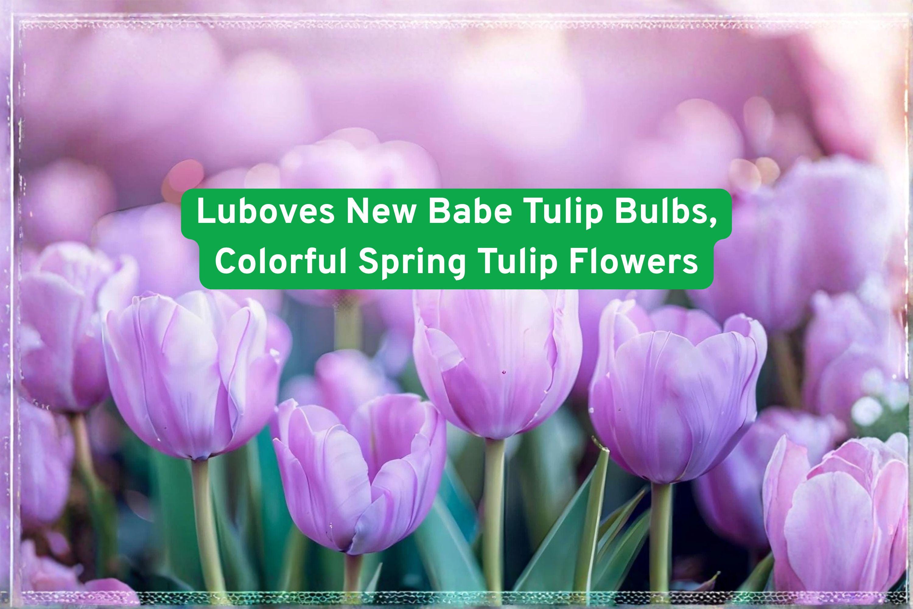 Lubove’s New Babe Tulip Bulbs – Vibrant Spring Flowering Bulbs for Garden Beds & Containers, Tulipa spp.
