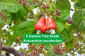 Cashew Tree Seeds, Anacardium occidentale, Tropical Nut & Fruit Tree, Edible Landscaping, Rare Exotic Plant