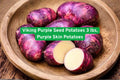 Viking Purple Seed Potatoes 3 lbs – High-Yield Organic Tubers for Garden, Edible Crops, Purple Skin, Root Vegetable, Solanum tuberosum