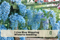 Live Blue Weeping Wisteria Seedling - Flowering Climbing Vine with Blue-Purple Blooms, Wisteria spp. for Trellis & Garden Decor