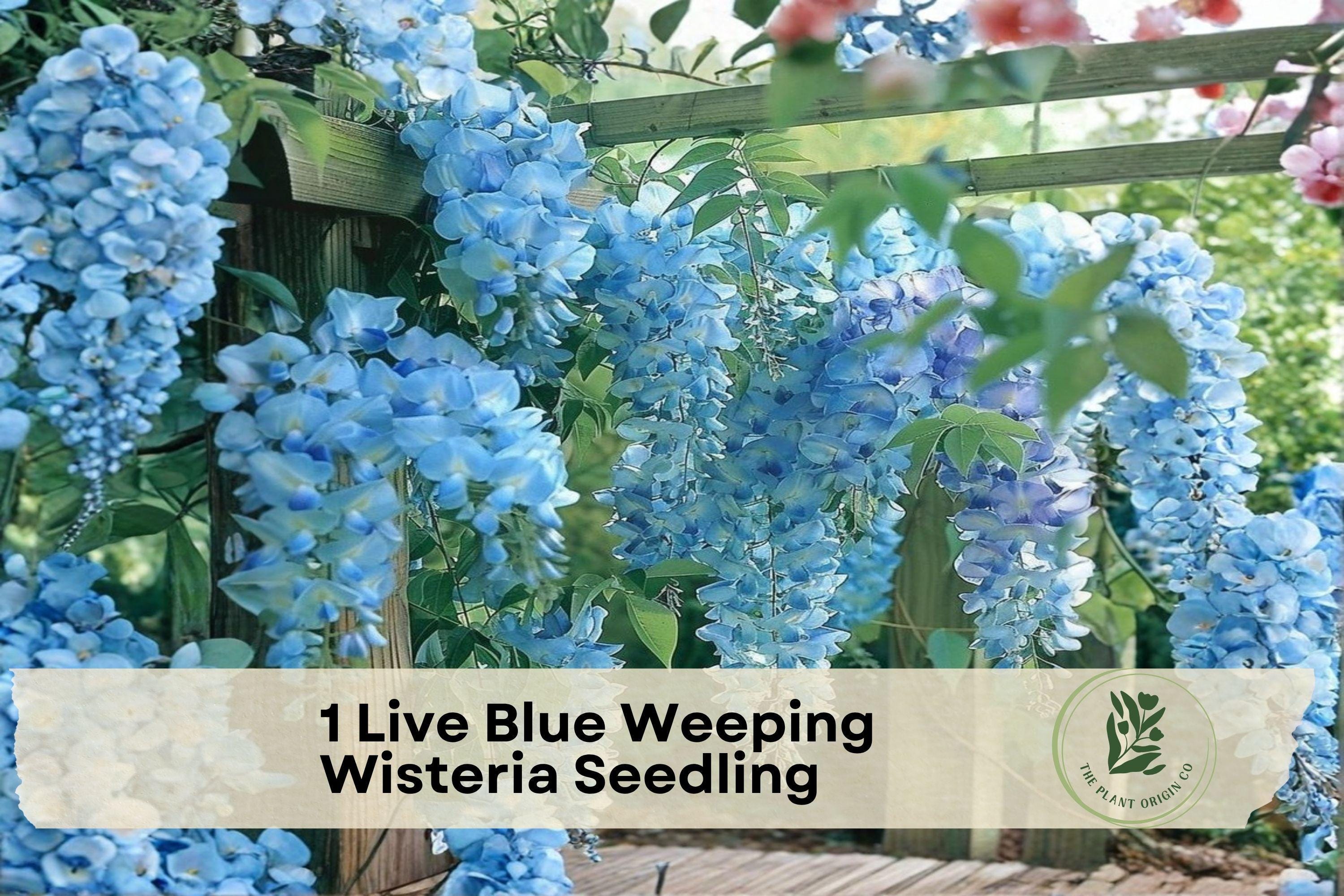 Live Blue Weeping Wisteria Seedling - Flowering Climbing Vine with Blue-Purple Blooms, Wisteria spp. for Trellis & Garden Decor