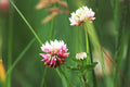 Alsike Clover Seeds (Trifolium hybridum) – Pollinator, Forage, Soil Improvement, Nitrogen Fixer, Wet Soil Tolerance