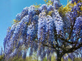 Blue Moon Wisteria Vines – Fragrant Climbing Pergola Plant, Wisteria sinensis, 12-18 inches tall, Cascading Blue Violet Flowers