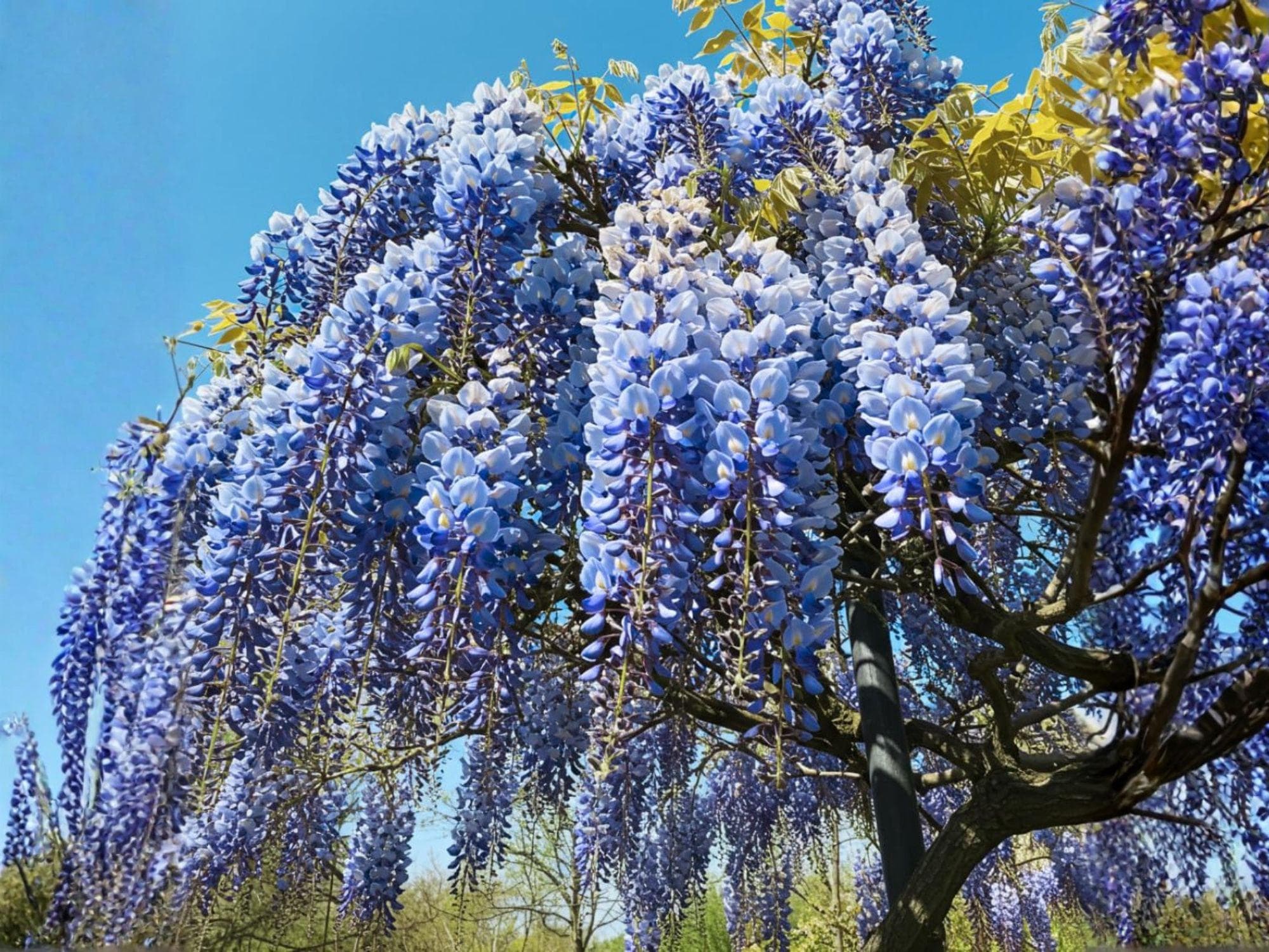 Blue Moon Wisteria Vines – Fragrant Climbing Pergola Plant, Wisteria sinensis, 12-18 inches tall, Cascading Blue Violet Flowers