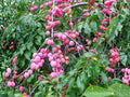American Plum Trees 2 ft Bare Root Prunus americana Native Fruit Wildlife Garden Hedge Pair