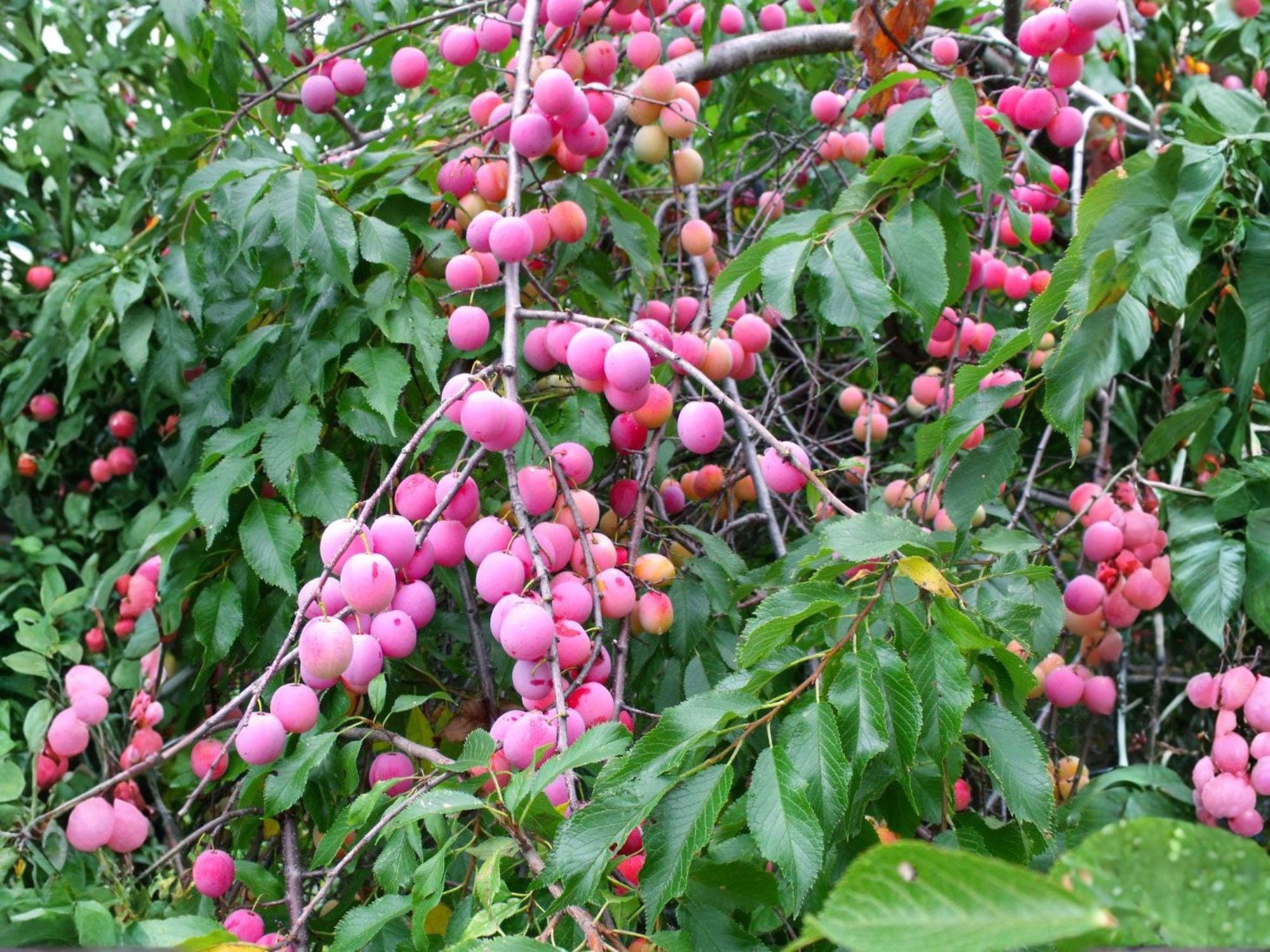 American Plum Trees 2 ft Bare Root Prunus americana Native Fruit Wildlife Garden Hedge Pair