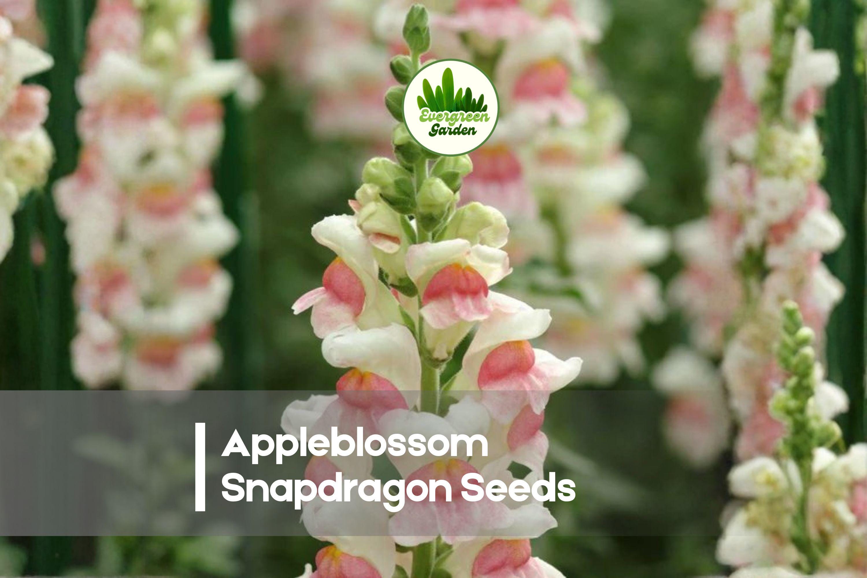 1000 Appleblossom Snapdragon Seeds | Pink & White Bicolor Annual Flowers for Borders, Cut Flowers & Cottage Gardens