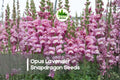 Opus Lavender Snapdragon Seeds – Antirrhinum majus, Lavender, Tall Annual for Cut Flowers, Borders & Cottage Gardens