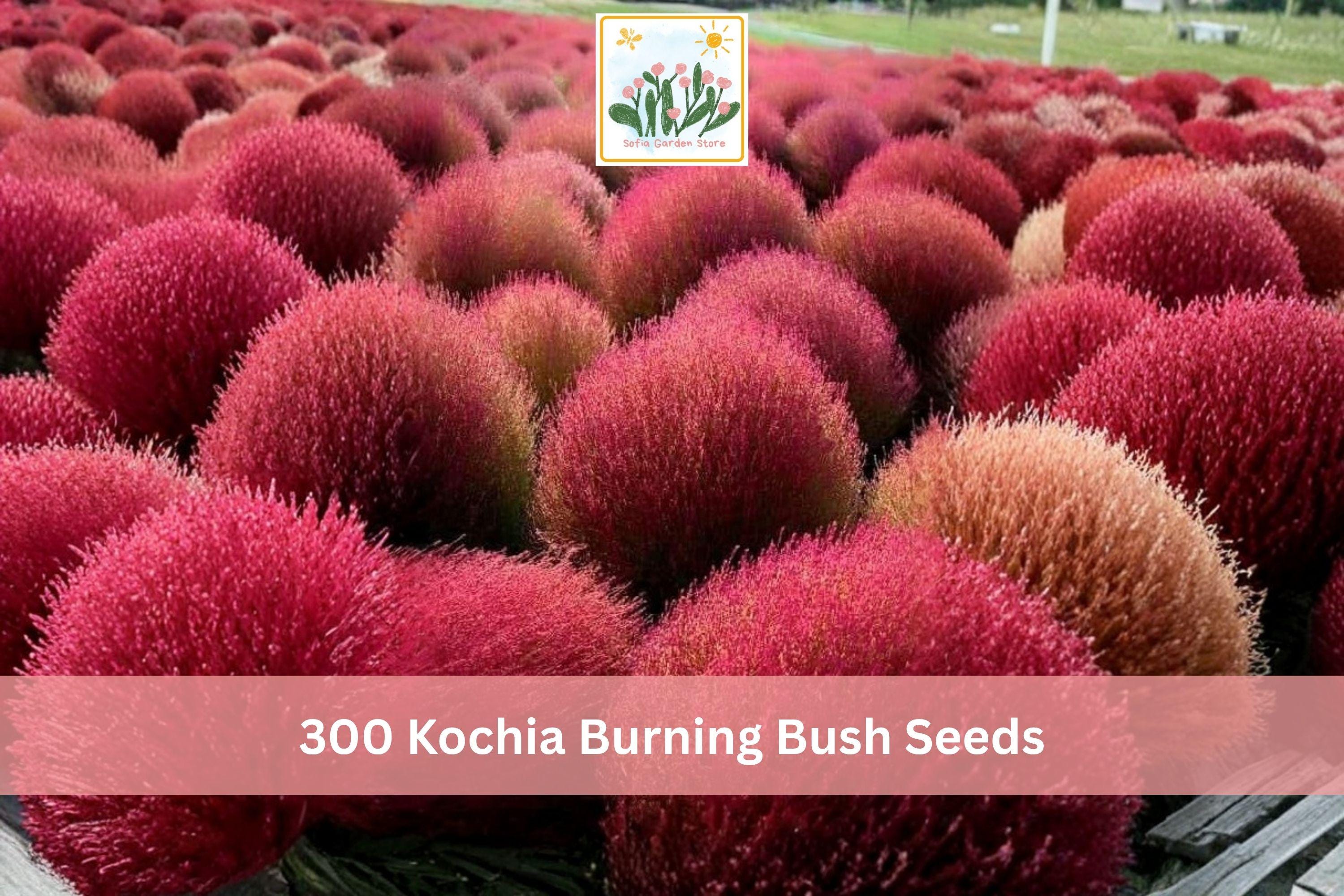 300+ Kochia Burning Bush Seeds - Bassia scoparia Ornamental Hedge, Fall Foliage, Fast-Growing Annual for Borders & Hedges