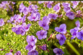 Prairie Spiderwort Seeds – Tradescantia bracteata – Native Perennial with Blue to Violet Flowers for Gardens and Borders