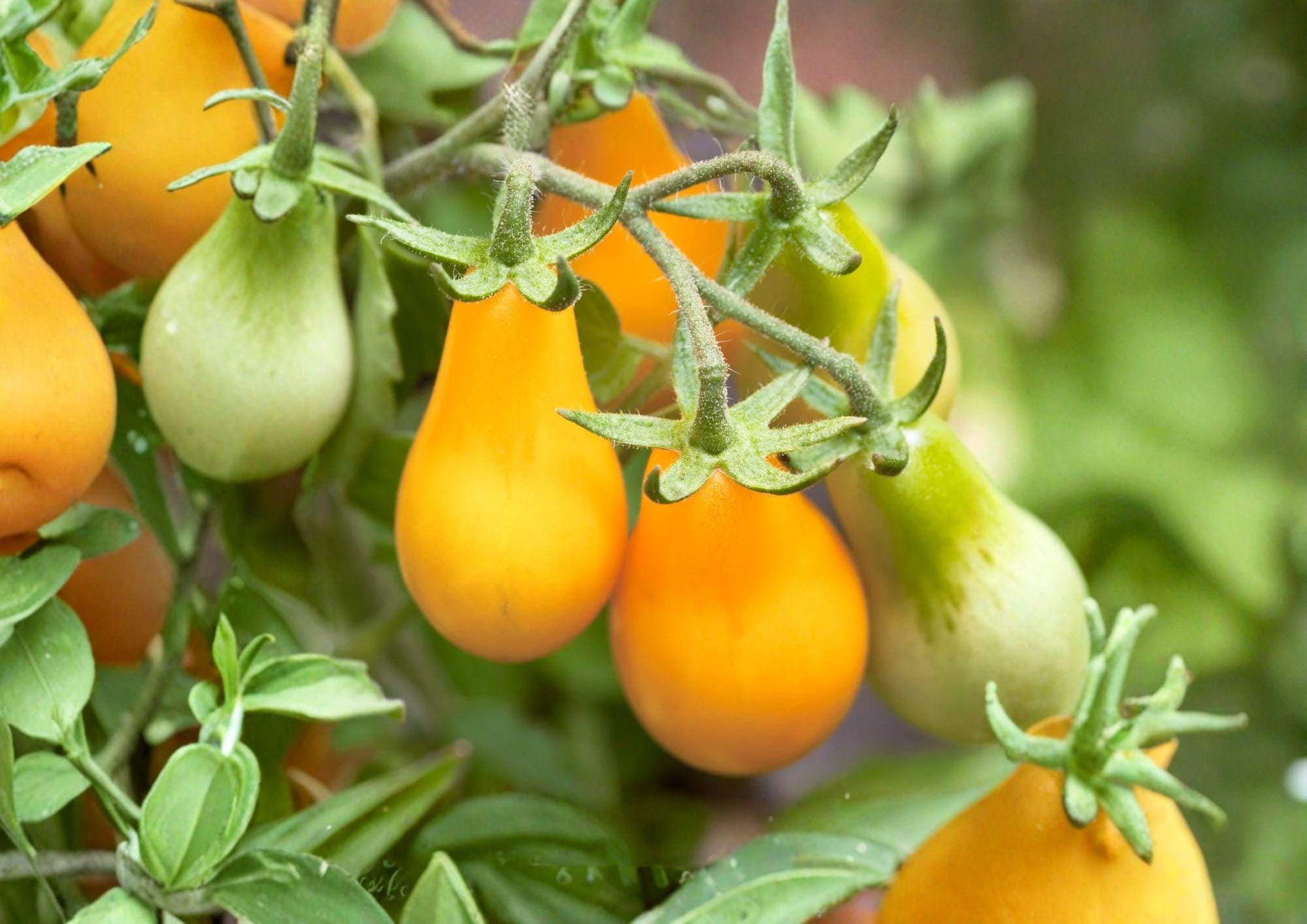 Yellow Pear Tomato Seeds, Heirloom Non-GMO Cherry Variety for Home Garden, Sweet Bite-Sized Fruits