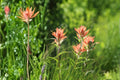 Aspen Paintbrush Seeds – Castilleja miniata Herbaceous Perennial with Bright Red Scarlet Bracts for Wildflower Gardens