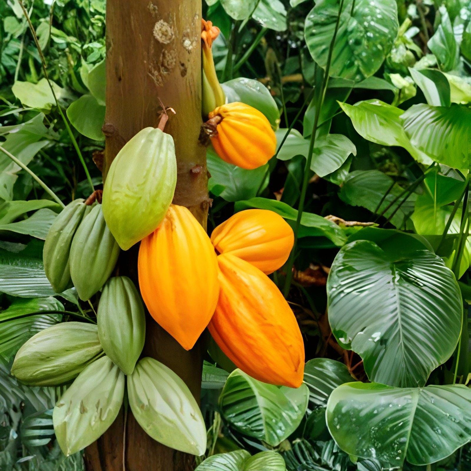 Theobroma cacao Seeds | Fresh Wet Cacao Tree Seeds for Germination | Chocolate Tree Plant | Theobroma cacao