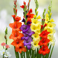 Gladiolus Bulbs Mixed Colors | Flowering Garden Bulbs for Summer Blooms | Gladiolus (Gladiolus hortulanus)