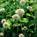 Dutch White Clover Seeds | Trifolium repens Ground Cover | Pasture & Lawn Seed | 5 Pounds
