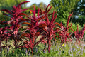 Red Garnet Amaranth Seeds – Amaranthus tricolor, Vibrant Burgundy Foliage, Ornamental Border Plant, Annual Garden Seed