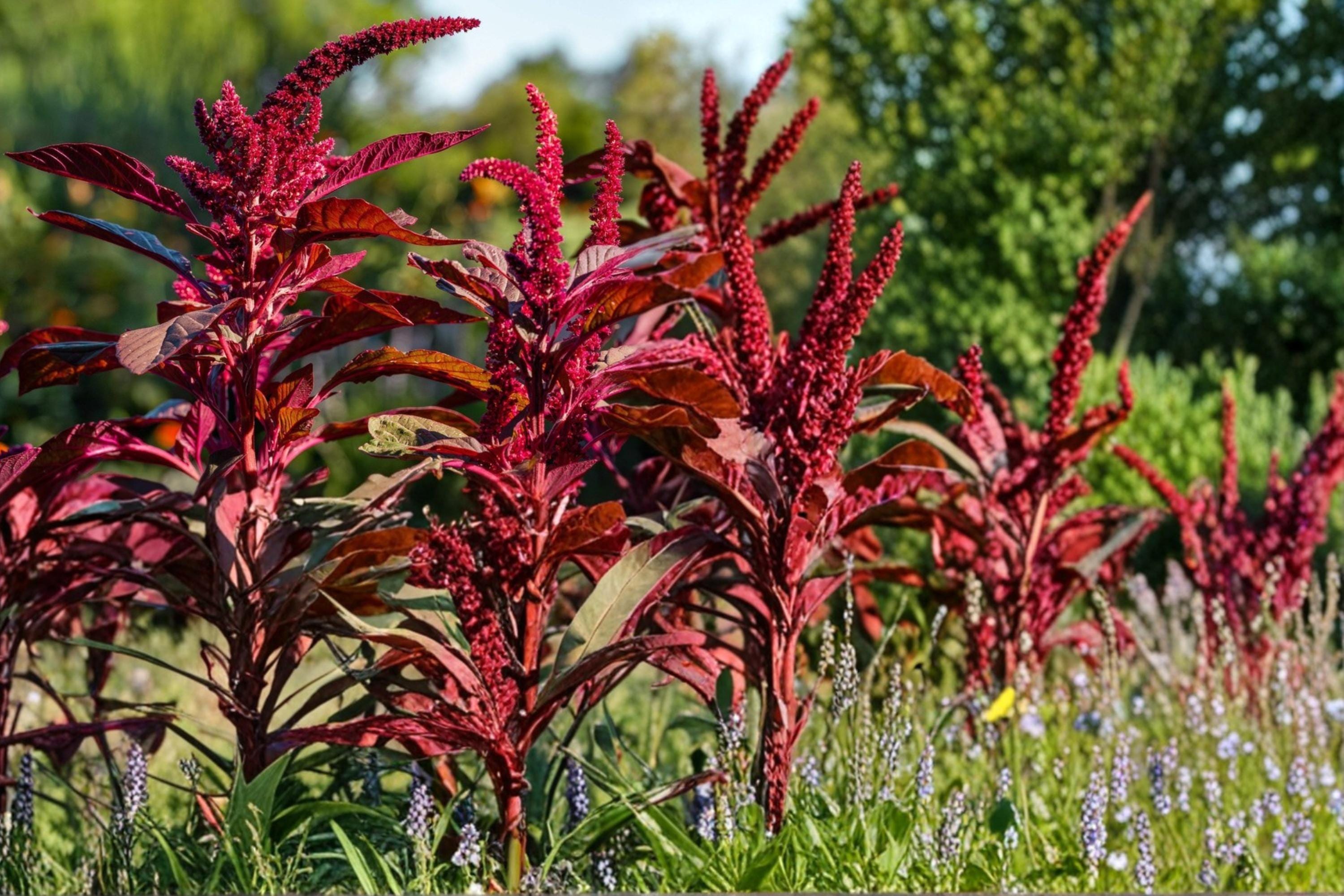 Red Garnet Amaranth Seeds – Amaranthus tricolor, Vibrant Burgundy Foliage, Ornamental Border Plant, Annual Garden Seed