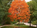 2 Live Sugar Maple Trees - Bare Root, Acer saccharum, Vibrant Fall Foliage, Shade Tree, Deciduous Hardwood Plants