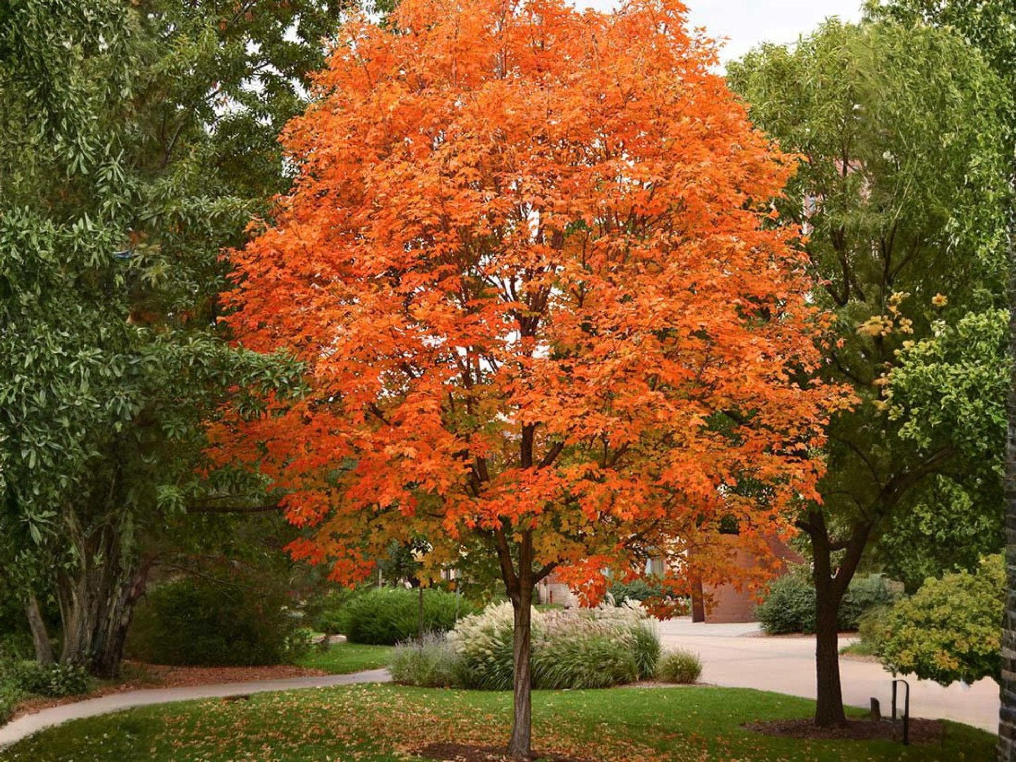 2 Live Sugar Maple Trees - Bare Root, Acer saccharum, Vibrant Fall Foliage, Shade Tree, Deciduous Hardwood Plants