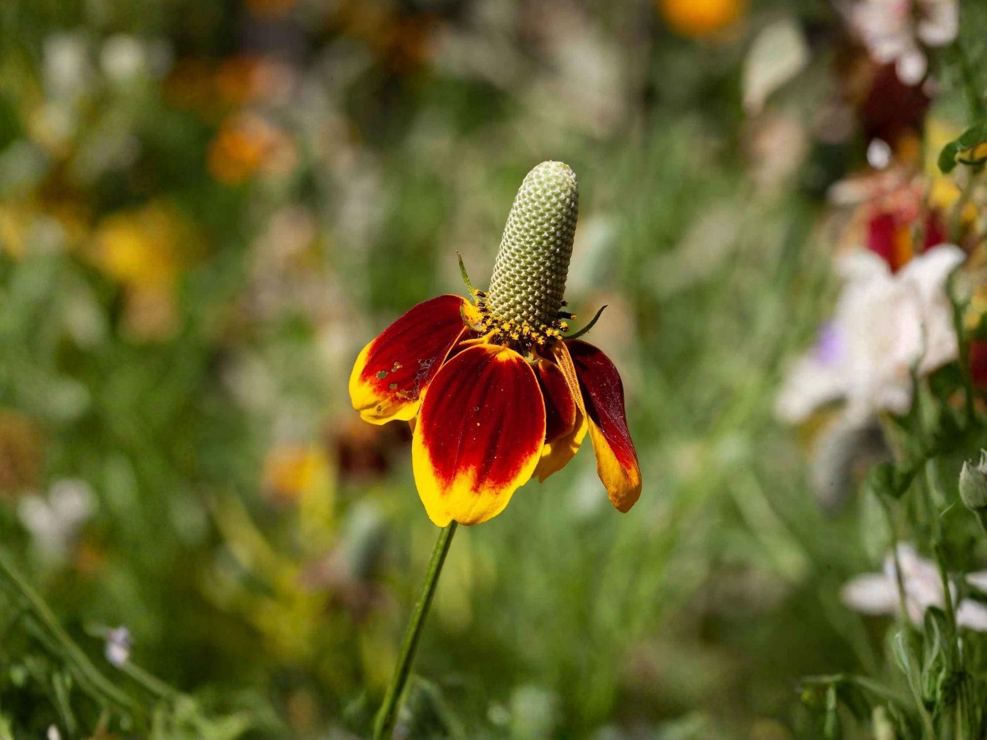 Mexican Hat Wildflower Seeds – Ratibida columnifera var. pulchra – Heirloom Non-GMO Prairie Flower for Garden Beds & Natural Landscapes