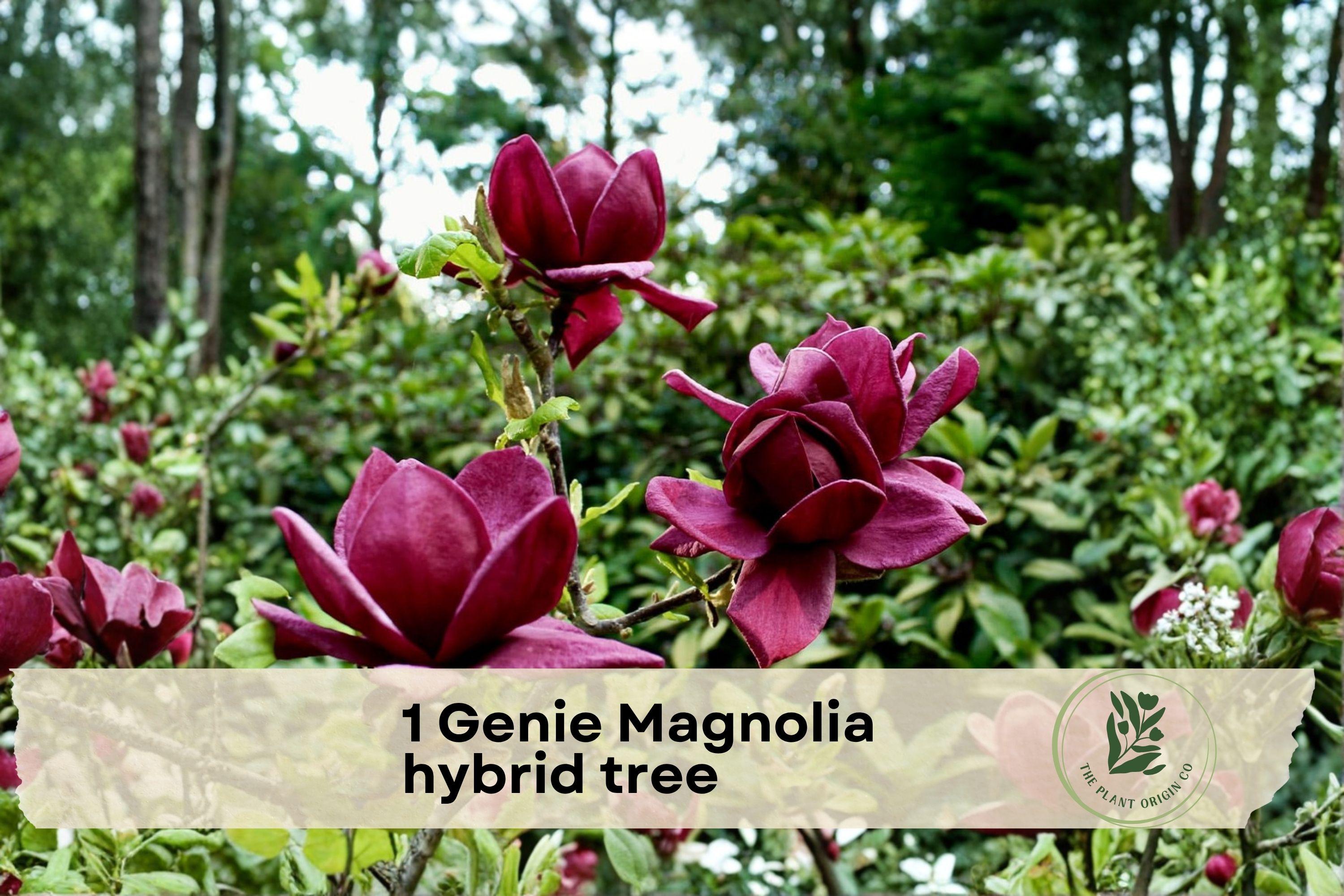 Genie Magnolia Hybrid Tree - Flowering Ornamental Tree with Deep Plum Blooms, Compact Size, Magnolia hybrid ‘Genie’