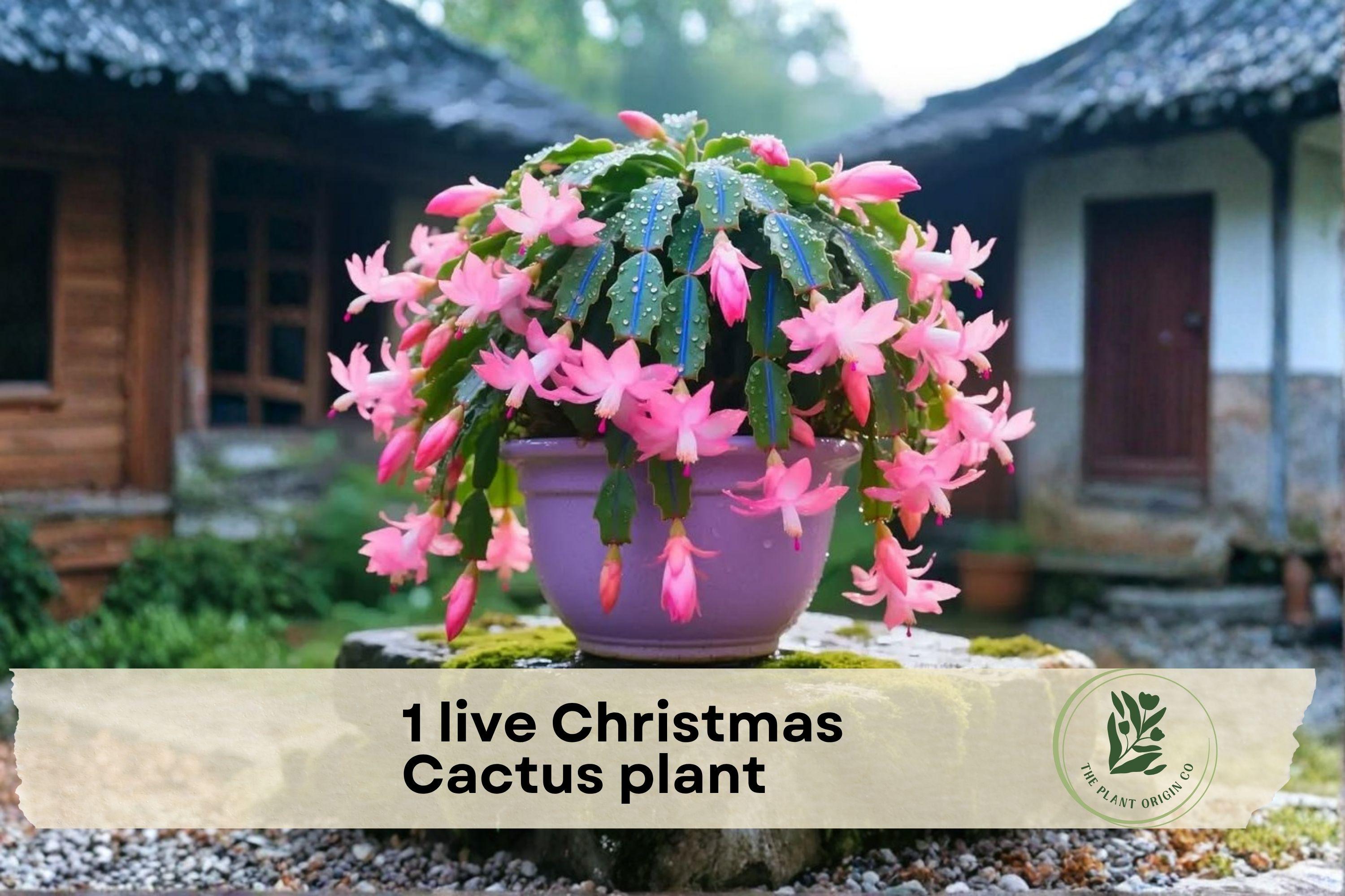 Live Christmas Cactus Plant – 4-Inch Potted Schlumbergera truncata with Winter Blooms, Indoor Houseplant, Easy-Care Succulent Gift