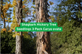 Shagbark Hickory Tree Seedlings 3 Pack Carya ovata Native Hardwood Nut Tree for Landscaping & Wildlife