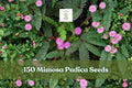 150+ Mimosa Pudica Seeds - Sensitive Plant Touch-Me-Not Houseplant, Interactive Foliage, Pink Flowers, Indoor & Outdoor Growing