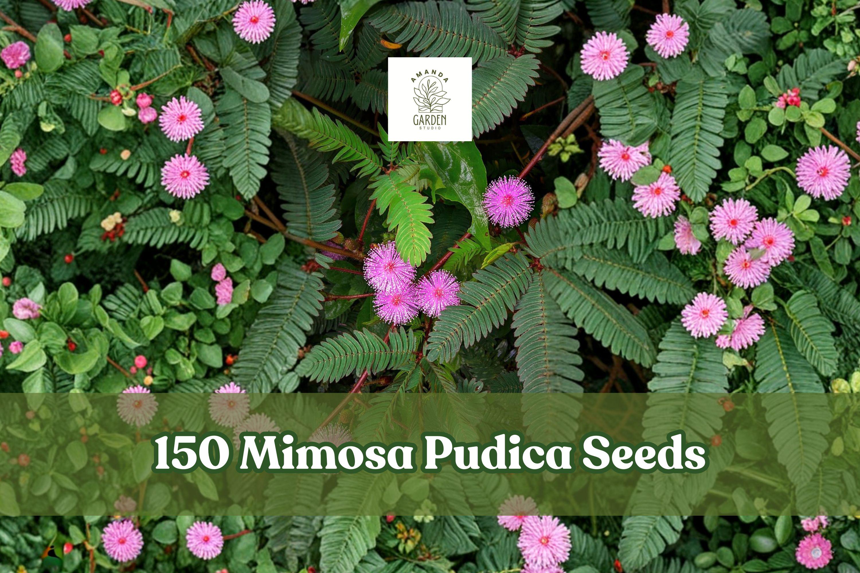 150+ Mimosa Pudica Seeds - Sensitive Plant Touch-Me-Not Houseplant, Interactive Foliage, Pink Flowers, Indoor & Outdoor Growing