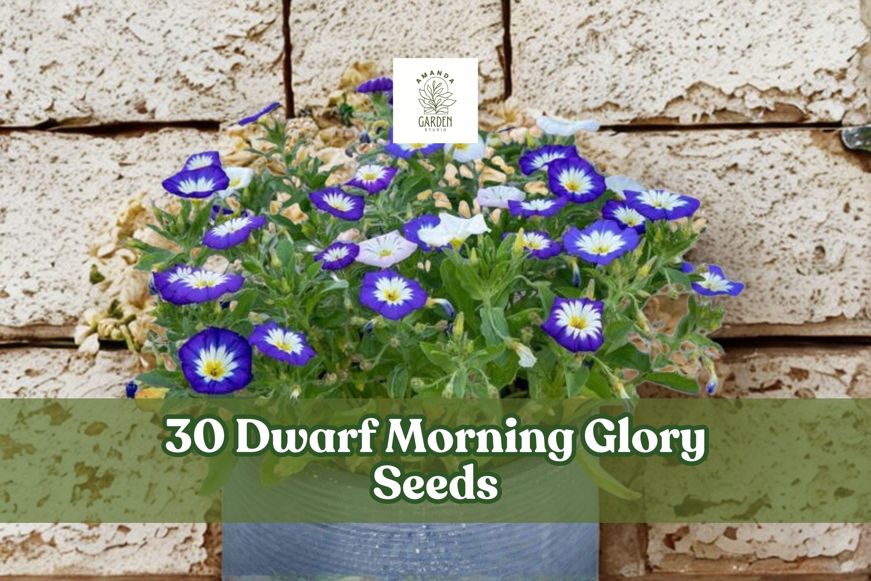 Dwarf Morning Glory Seeds | Compact Ipomoea tricolor Flowers for Containers & Borders | Vibrant Blue, Pink, Purple Mix