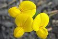 Bird’s Foot Trefoil Seeds (100) – Lotus corniculatus, Drought Tolerant Low-Growing Legume for Pollinators, Soil Improvement & Meadows