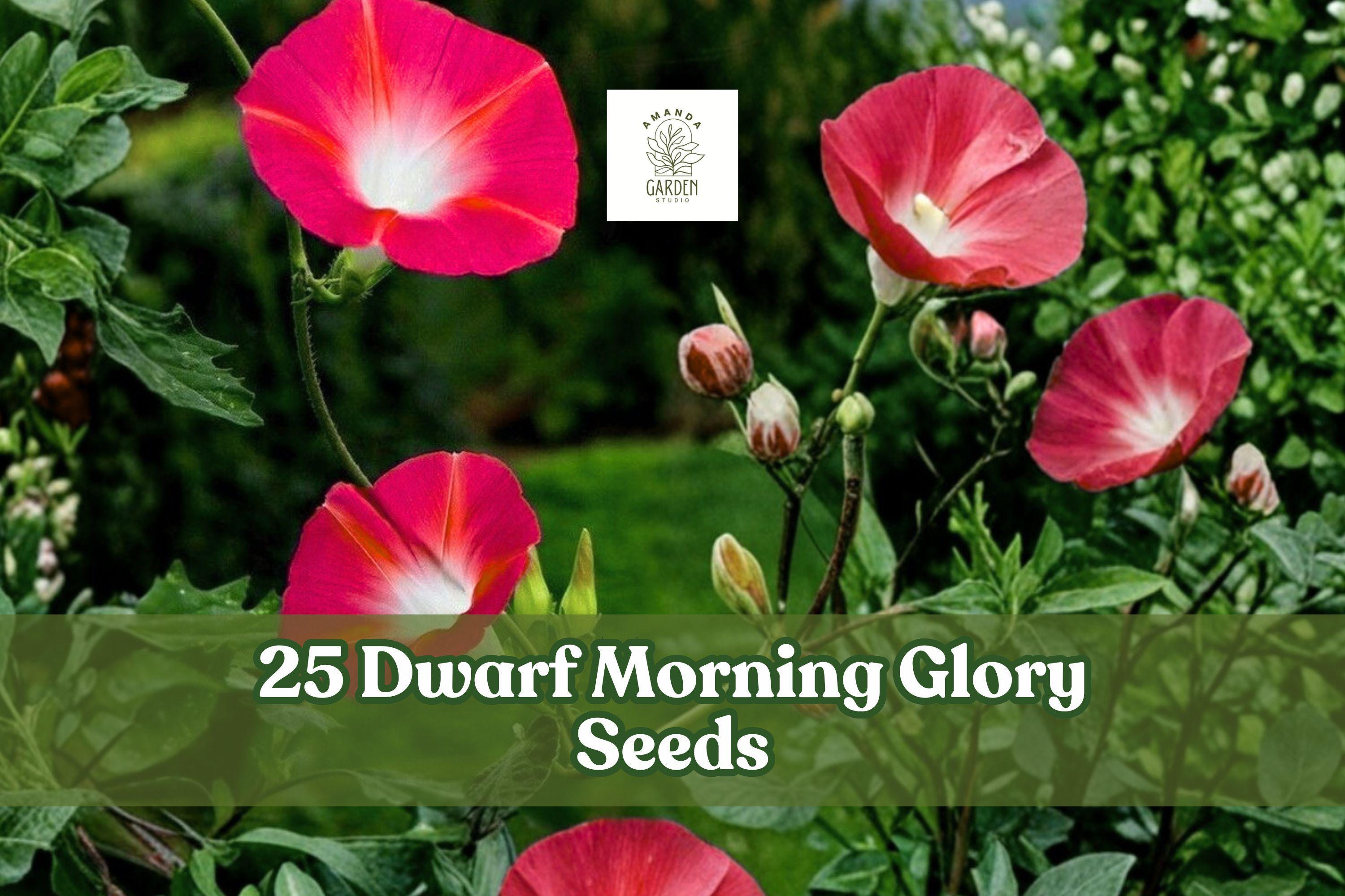 25 Dwarf Morning Glory Seeds Convolvulus tricolor Red Mix Compact Annual Flower for Containers & Borders