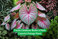 Fiesta Caladium Bulbs 6 Pack – Vibrant Multi-Color Foliage Tropical Plant for Shade Gardens & Containers