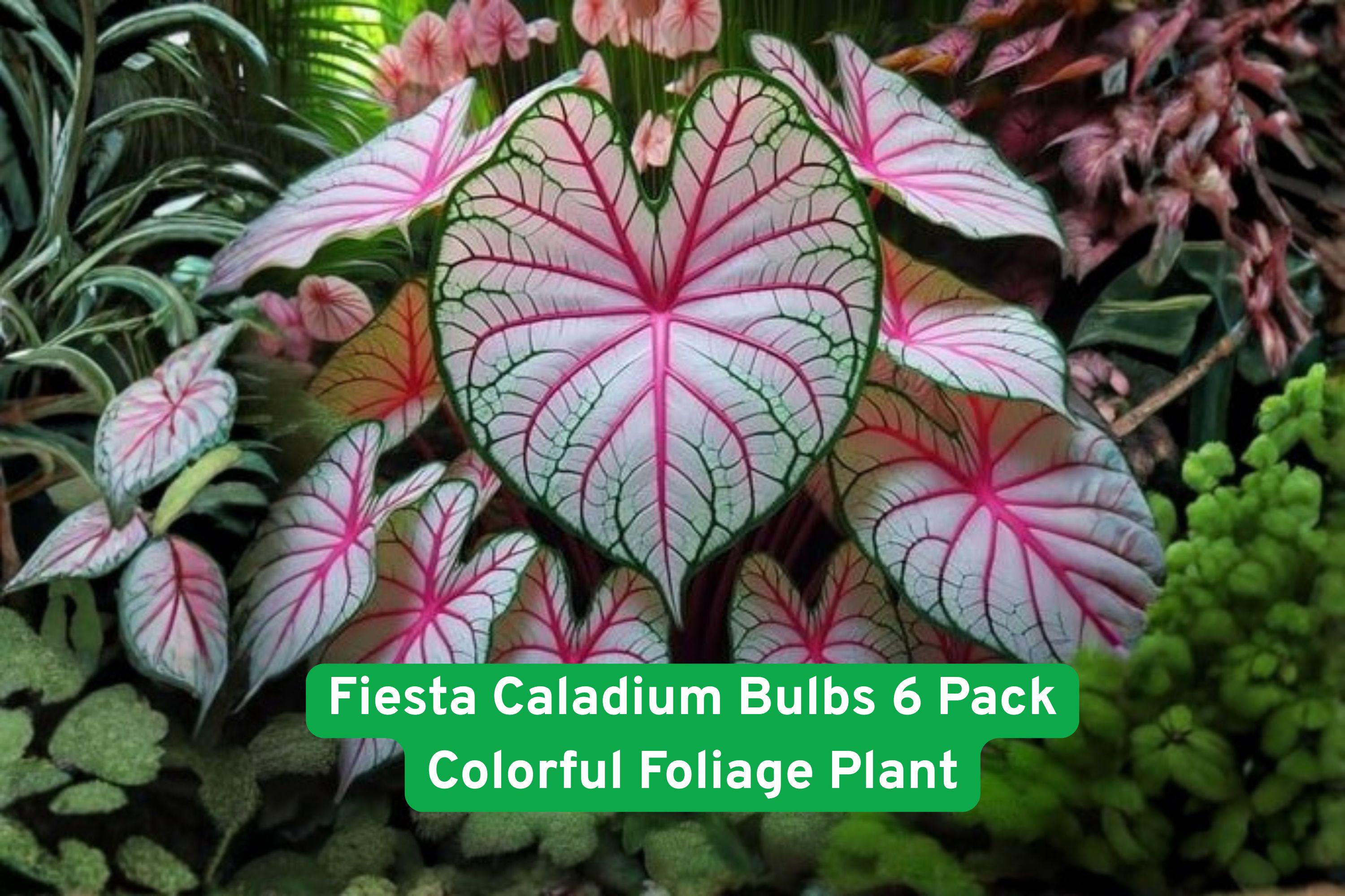 Fiesta Caladium Bulbs 6 Pack – Vibrant Multi-Color Foliage Tropical Plant for Shade Gardens & Containers