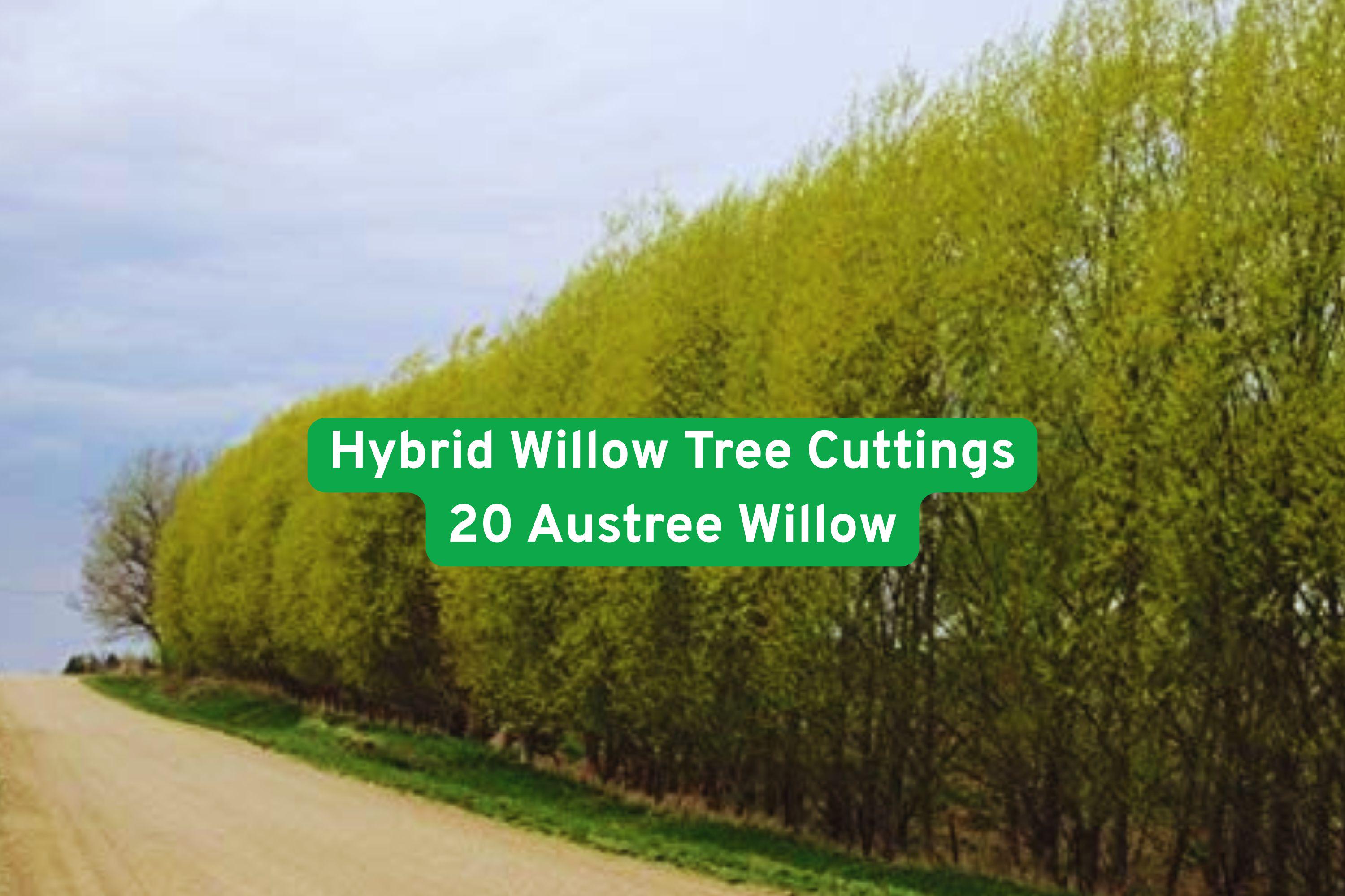 Hybrid Willow Tree Cuttings – Austree Willow, Fast-Growing Privacy Hedge, Live Shade Trees, Deciduous, Salix spp.