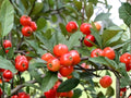 Live Mayhaw Plants - Bare Root 6-Inch Edible Fruit Hawthorn Tree Saplings Crataegus aestivalis