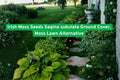 Irish Moss Seeds Sagina subulata Ground Cover - Low-Growing Green Carpet for Pathways, Rock Gardens & Landscaping