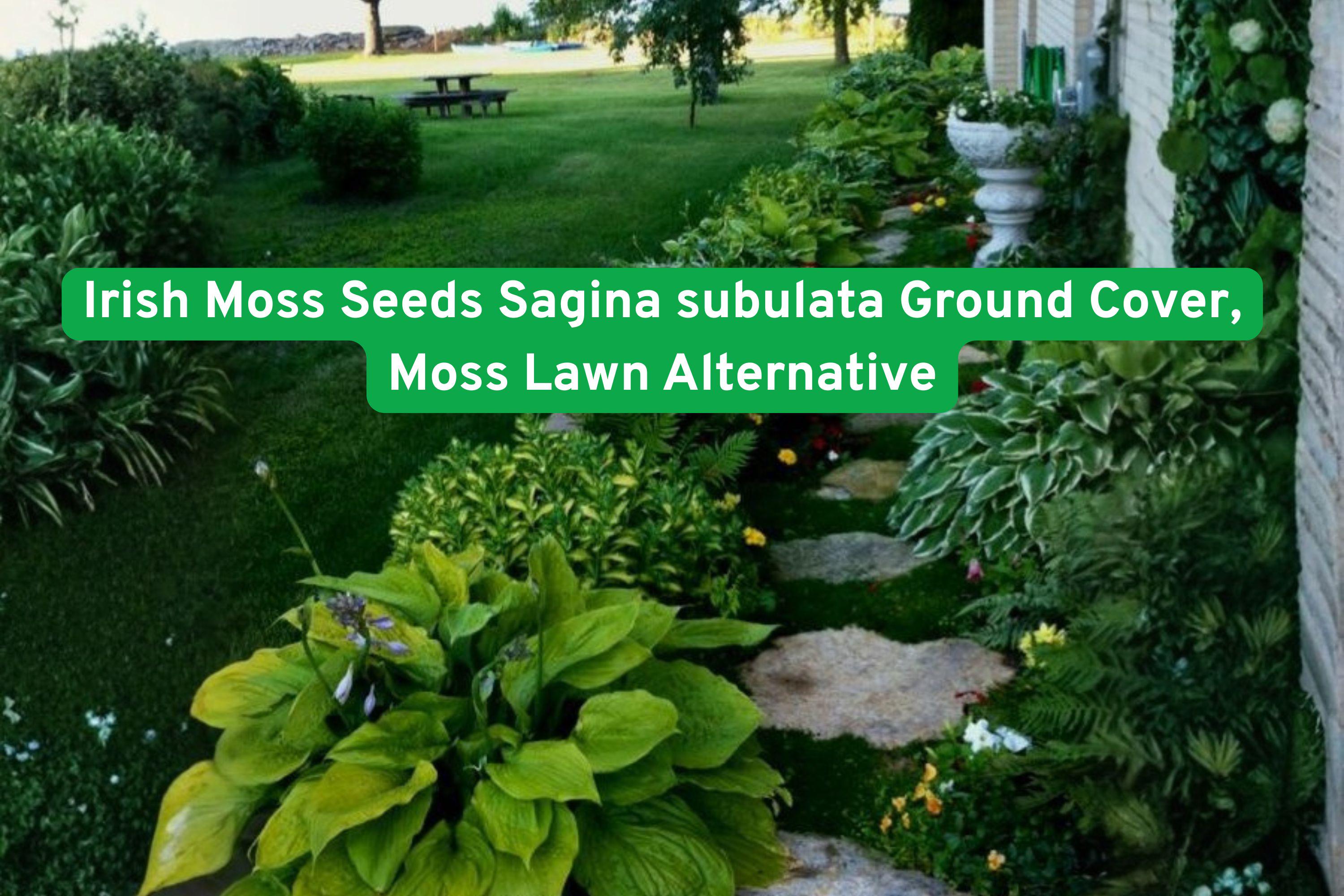 Irish Moss Seeds Sagina subulata Ground Cover - Low-Growing Green Carpet for Pathways, Rock Gardens & Landscaping